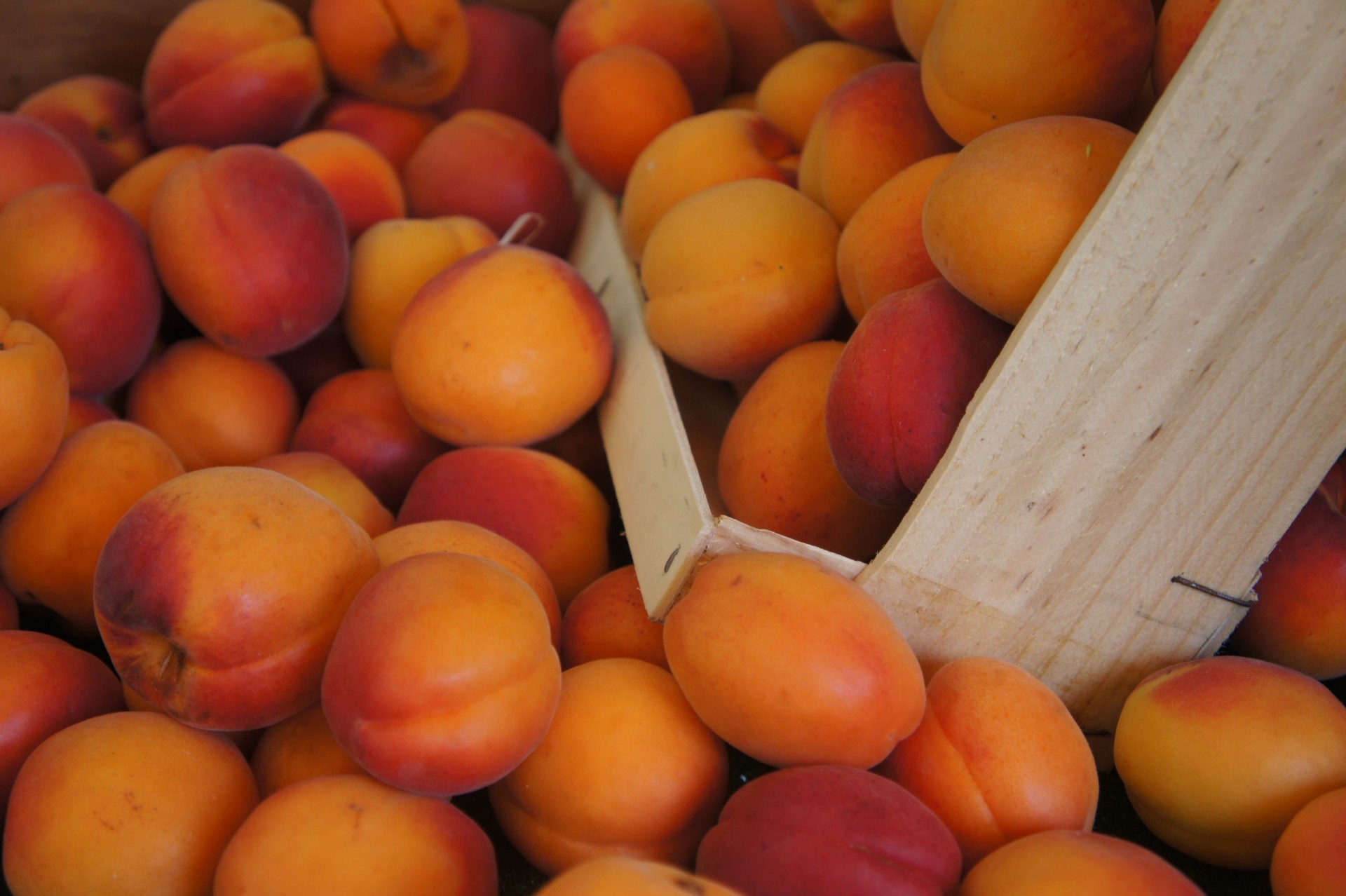 IQF Apricot Information and Supply Uren Food Ingredients