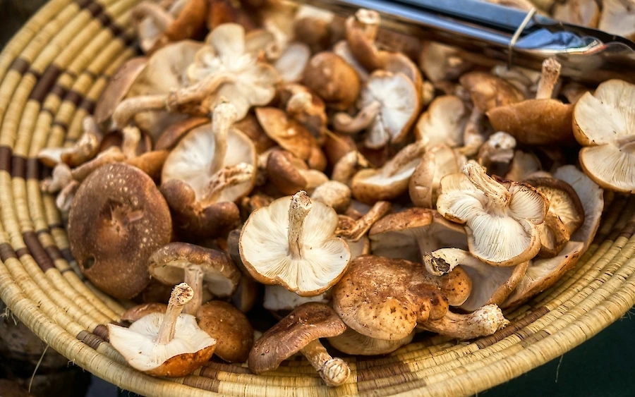 Why Functional Mushrooms are Trending