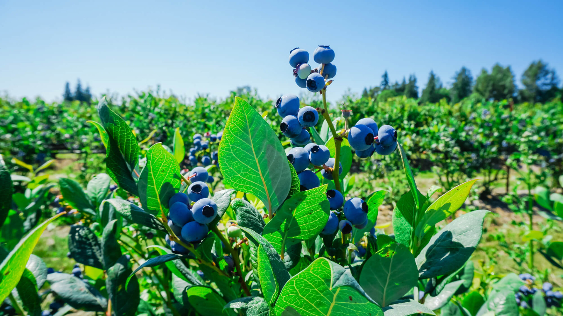 Blueberry Crop Report September / August Uren Food Ingredients